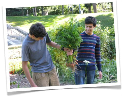 Students Harvesting Vegetables 